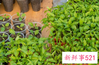 阳台种菜风水好不好