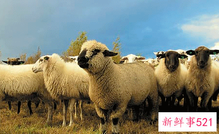 属羊人和什么属相最配