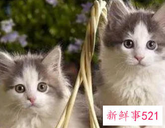 什么属相能养猫能旺财