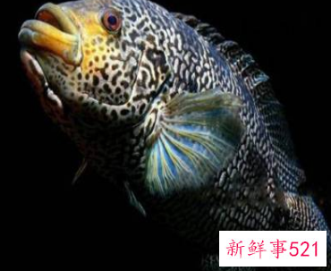 花鱼宝宝能吃吗