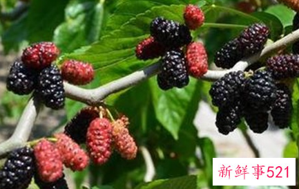 桑葚可以直接吃吗