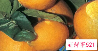 香橼的功效与作用禁忌