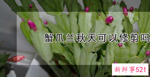 蟹爪兰秋季能修剪吗