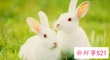 属兔戴什么佛珠合适