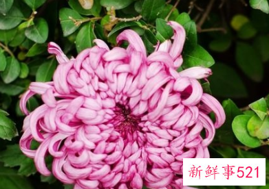 菊花泡水喝的功效