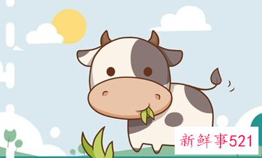 属牛的适合佩戴什么材质手串