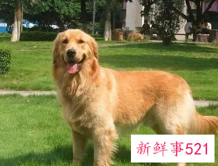 十大最聪明的狗