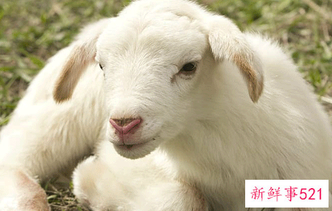 属羊人和什么属相最配