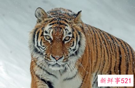 2022年属虎的命好吗