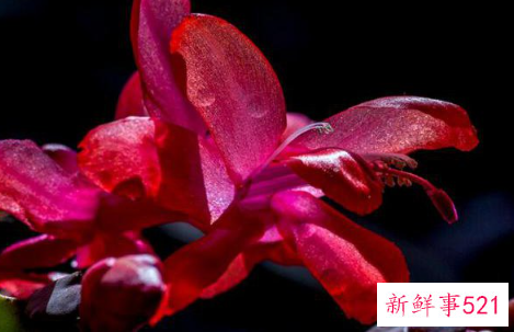 蟹爪兰秋季能修剪吗