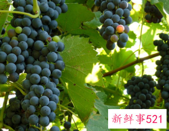 青葡萄的营养价值及功效与作用