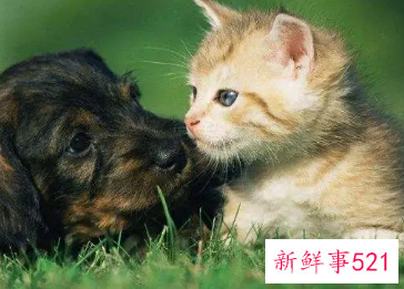 什么属相能养猫能旺财