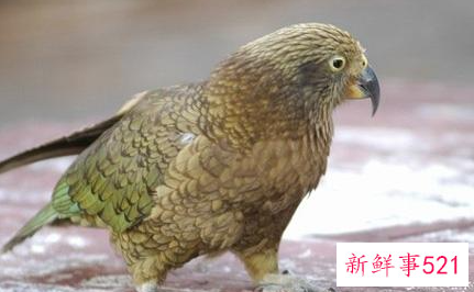 啄羊鹦鹉的形态特征