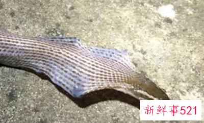 梦到巨大眼镜蛇是什么意思