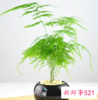 适合家中摆放的鲜花