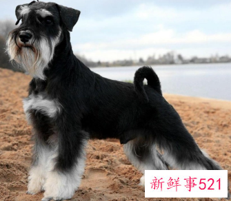 十大最聪明的狗