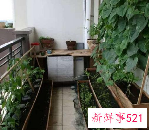 阳台种菜风水好不好