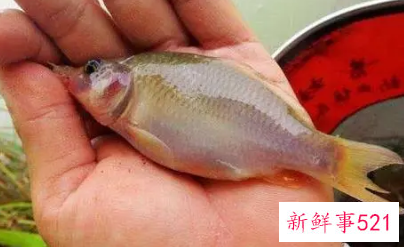 花鱼宝宝能吃吗