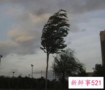 梦见风有什么含义