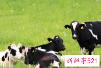 已结婚女人梦见牛好不好