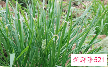 冬天为什么不能吃韭菜