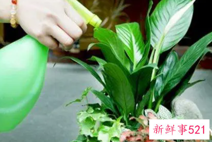 盆栽花浇水的时候用什么方法最好