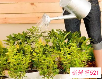 盆栽花浇水的时候用什么方法最好