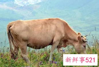 已结婚女人梦见牛好不好