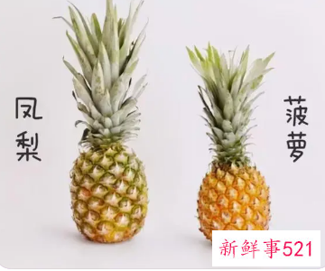 凤梨和菠萝区别是什么