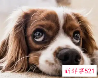 梦见不要狗狗了是什么意思