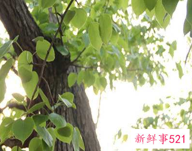 女人梦见梨树结满了梨还有掉在地上