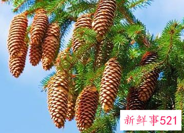 松果比喻像什么