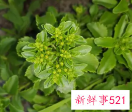 费菜的栽培管理要点