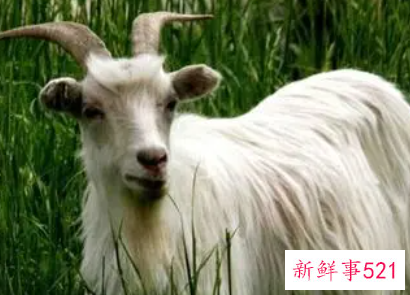 2022年属羊人全年运势如何