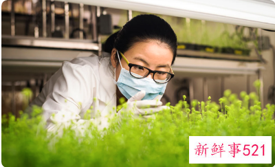 全球首款植物性新冠疫苗可有效预防变异株