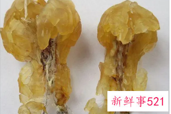 雪蛤是寒凉的吗