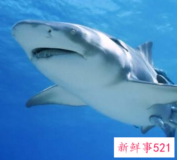 鲨鱼和鲸鱼是鱼吗