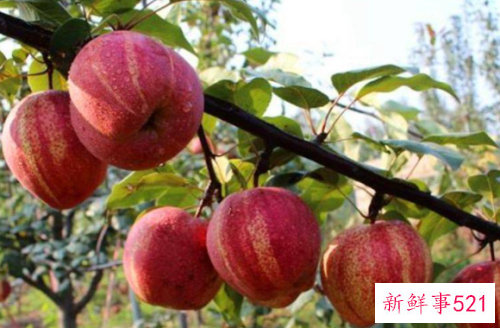 早酥梨和早酥红梨区别