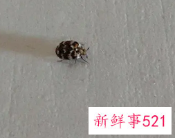 房间有虫子爬到床上怎么办