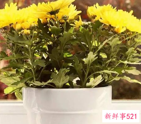 净化空气的室内盆栽植物有哪些