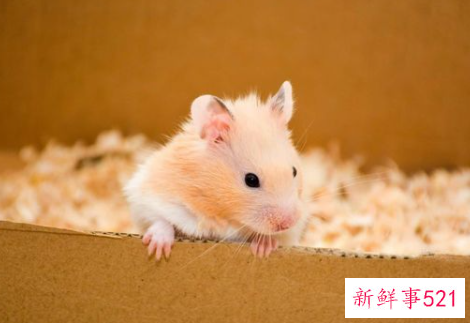 属鼠的几月出生旺月