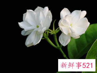 适合家中摆放的鲜花