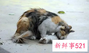 梦见死猫死狗的寓意