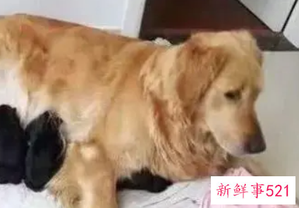 怀孕能养狗么