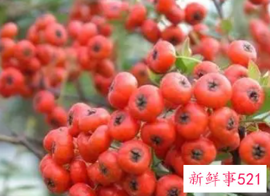 野山楂的功效与作用