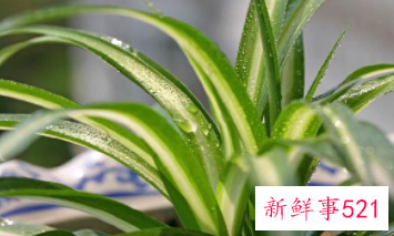 适合家中摆放的鲜花