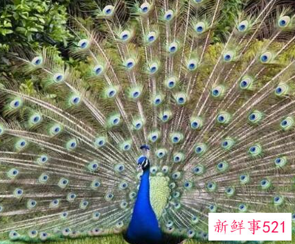 孔雀开屏寓意