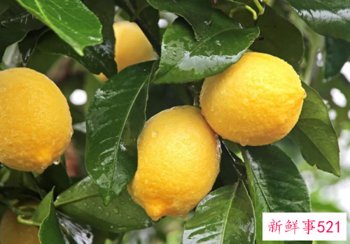 排毒解毒的水果有哪些