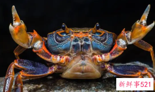 螃蟹怎么清洗最干净