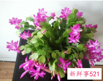 适合家中摆放的鲜花